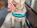 Ping pug yavrumuz 