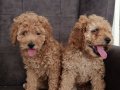 Toy poodle yavrularımız 