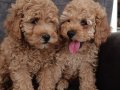 Toy poodle yavrularımız 