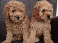 Toy poodle yavrularımız 