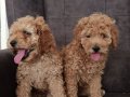 Toy poodle yavrularımız 