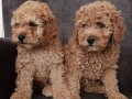 Toy poodle yavrularımız 