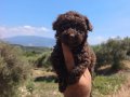 Çikolata poodle Yavrularımız 