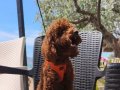 Toy poodle yavrularımız 