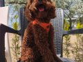 Toy poodle yavrularımız 