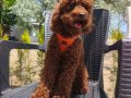 Toy poodle yavrularımız 