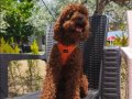 Toy poodle yavrularımız 