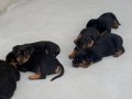 Rottweiler yavruları 