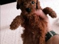 Poodle yavrularımız 