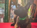 Belçika kurdu 