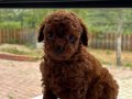 Poodle Yavrularımız 