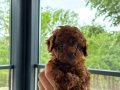 Poodle Yavrularımız 
