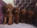 Poodle yavrular 