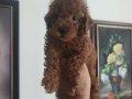 Poodle yavrular 