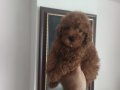 Poodle yavrular 