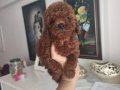 Poodle yavrular 