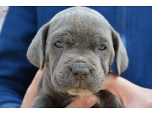 SAFKAN BLUE CANE CORSOLAR 