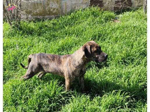 Dişi Brindle Saf Kan Presa