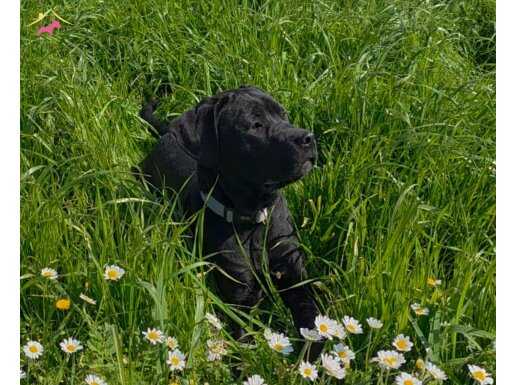 Simsiyah Dişi Panter