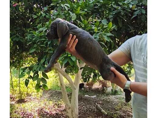Cane corso disi 2 aylık 