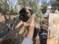 Aydın Efeler’de Cane corso yavruları 