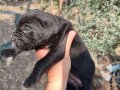 Aydın Efeler’de Cane corso yavruları 