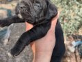 Aydın Efeler’de Cane corso yavruları 