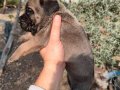 Aydın Efeler’de Cane corso yavruları 