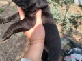 Aydın Efeler’de Cane corso yavruları 