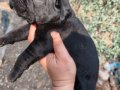 Aydın Efeler’de Cane corso yavruları 