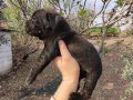 Aydın Efeler’de Cane corso yavruları 