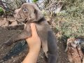 Aydın Efeler’de Cane corso yavruları 