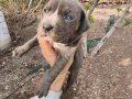 Aydın Efeler’de Cane corso yavruları 
