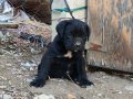  Dolgun ve Sağlam Cane Corso Yavruları