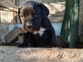  Dolgun ve Sağlam Cane Corso Yavruları