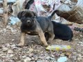  Dolgun ve Sağlam Cane Corso Yavruları