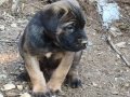  Dolgun ve Sağlam Cane Corso Yavruları