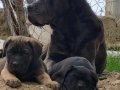 Cane corso yavrular
