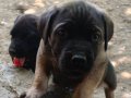 Cane corso yavrular