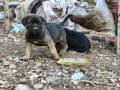 Cane corso yavrular