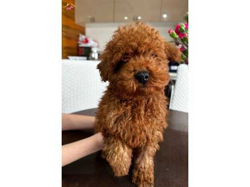 Uygun fiyatlı toy Poodle 