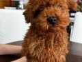 Uygun fiyatlı toy Poodle 