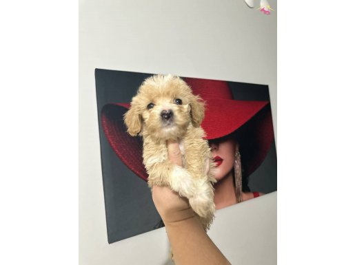 MALTİPO TOYPODUL 2AYLİK 