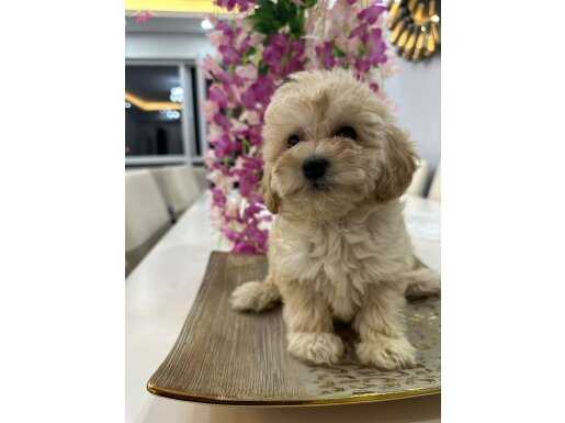 56gunluk maltipo yavrum 