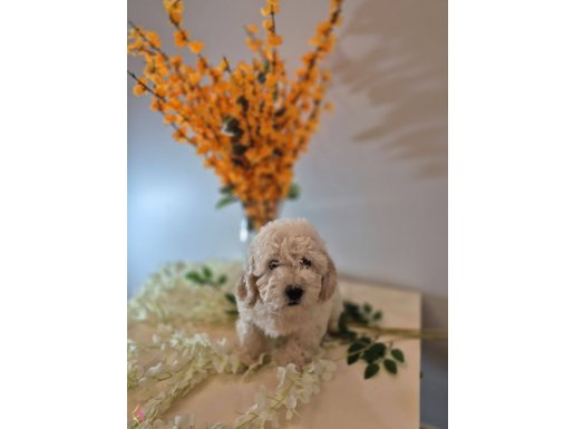 Morkıe 6 aylık ful aşilı Egıtımlı dişi yavrumuz