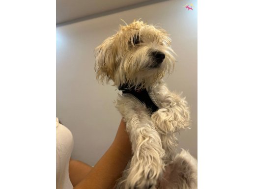 Anne orıjınal yorkshıre terrıyer babası malteseMorkıe 6 aylı