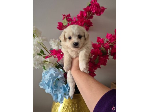 Sıfır numara günü gelmiş aşıları iç dış parazitleri yapildi 