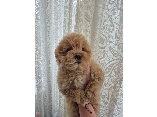 Maltipo yavrum 55gunluk evde doğmuş olup evde yetişen yavrum