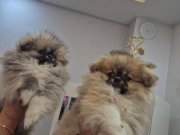 Bebek suratli yavrular orijinal POMERANIAN booo 