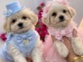 55 Günlük Maltipoo Yavrularım Aşıları Tam